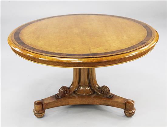 An early Victorian birds eye maple and rosewood crossbanded circular tilt top table, W.4ft 1in.